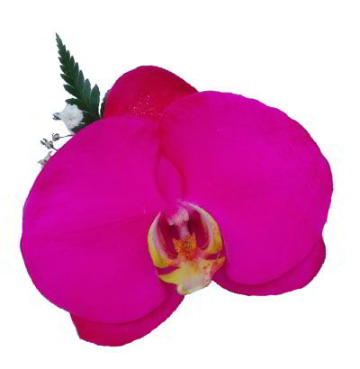 Orquídea Fucsia